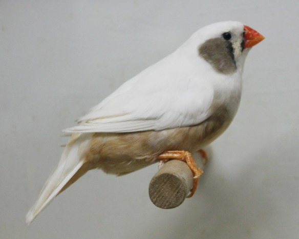 Grigio guancia (femmina)