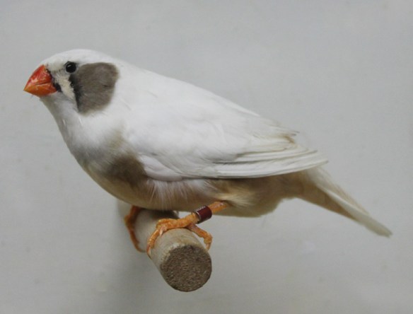 Grigio guancia (femmina)