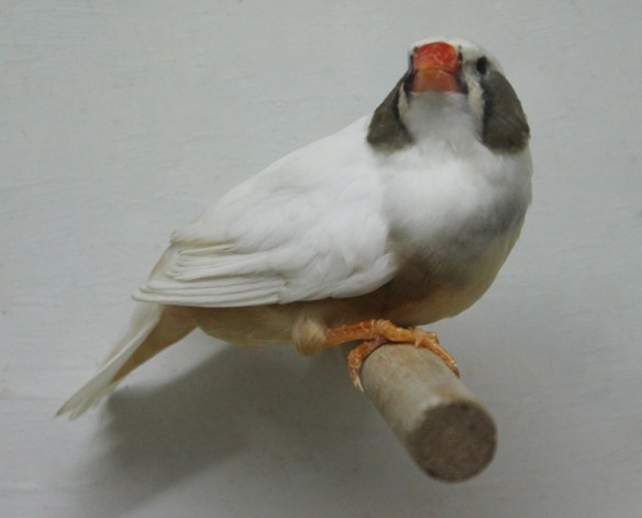 Grigio guancia (femmina)