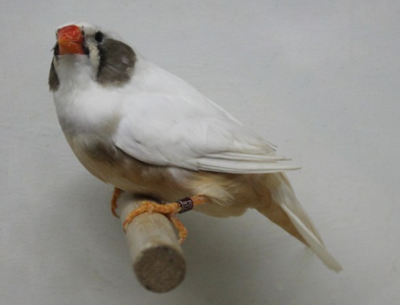 Grigio guancia (femmina)