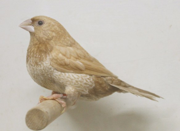 Rosso bruno pastello (maschio)