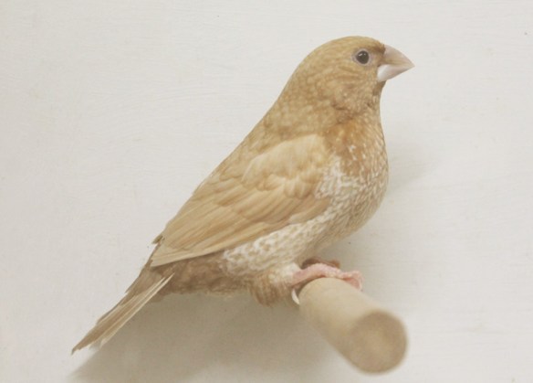 Rosso bruno pastello (maschio)