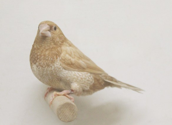 Rosso bruno pastello (maschio)