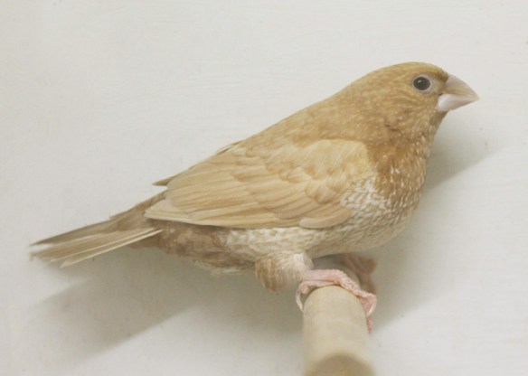 Rosso bruno pastello (maschio)