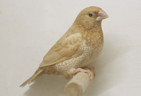 Rosso bruno pastello (maschio)