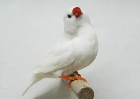 Bianco (maschio)