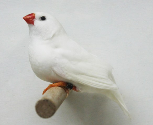 Bianco (maschio)