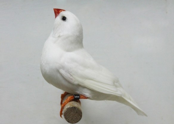 Bianco (maschio)