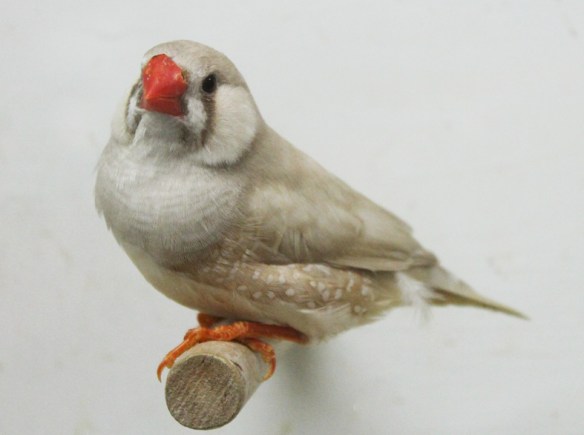 Bruno diluito (maschio)