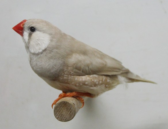 Bruno diluito (maschio)