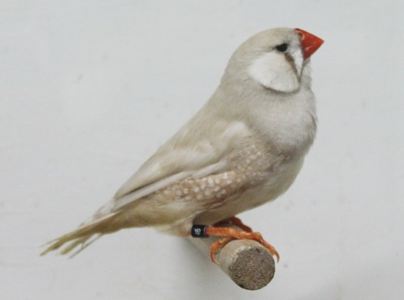 Bruno diluito (maschio)