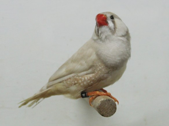 Bruno diluito (maschio)