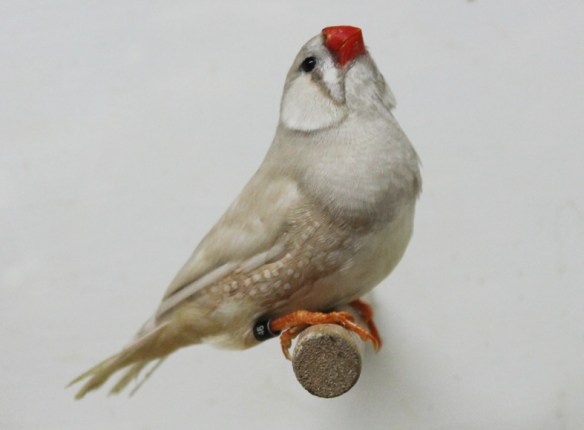 Bruno diluito (maschio)