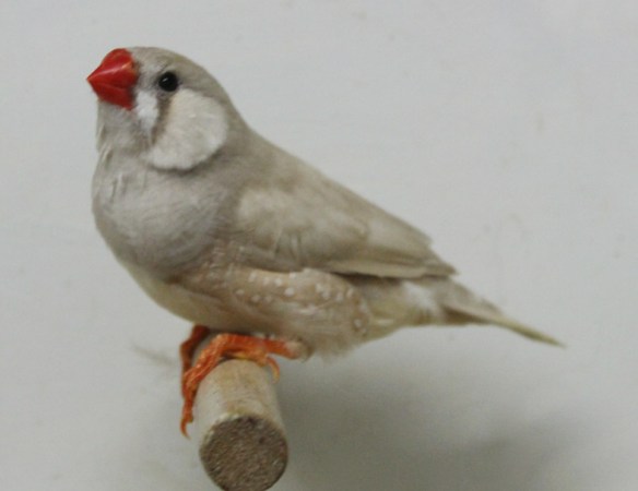 Bruno diluito (maschio)