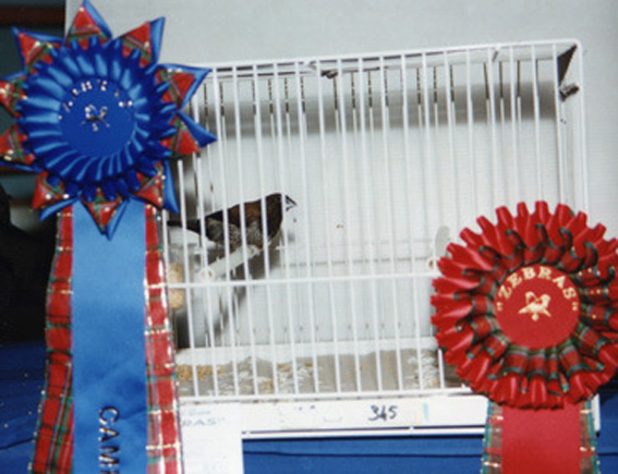 Best in show Zebras 1999