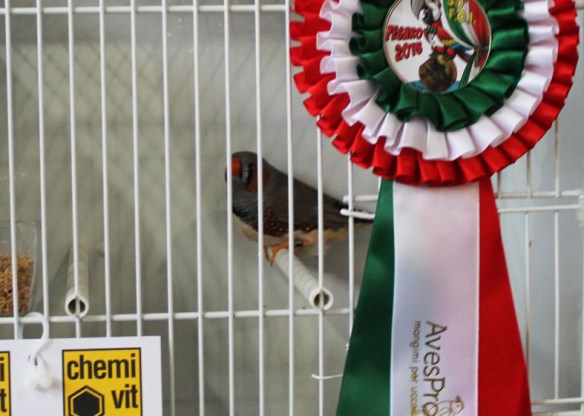 Campionato Italiano Pesaro 2015 (1° class. Altre mutazioni maschio)