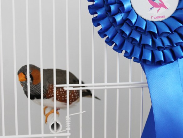 Exotica 2013 (1° class. cat. becco giallo)