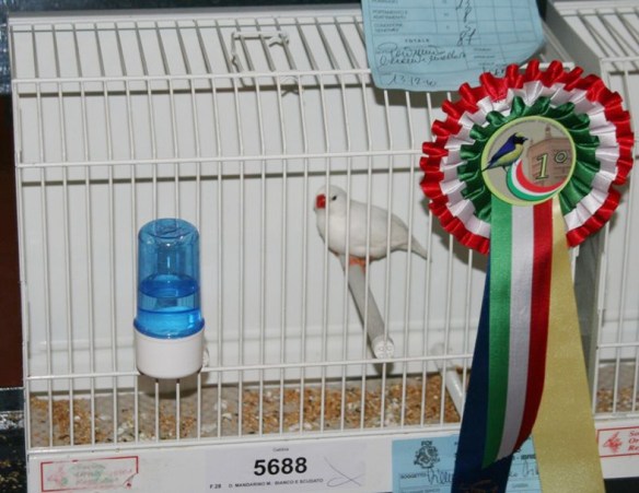 Campionato Italiano Parma 2010 (1° class. maschio)