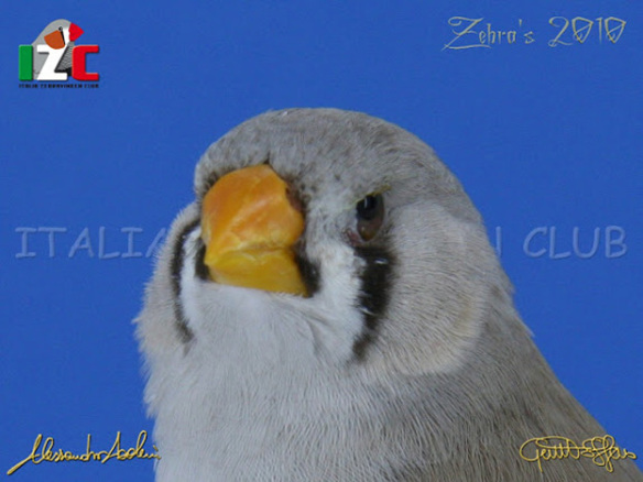 Zebras 2010 (servizio fotografico Italia zebravinken club)