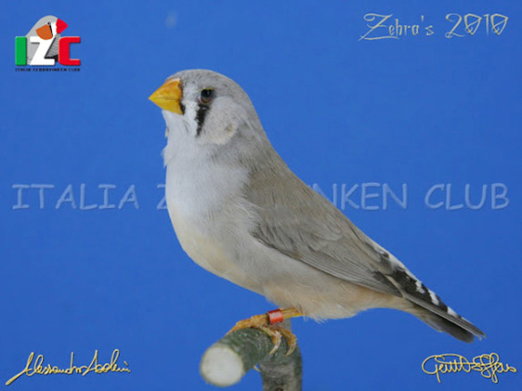 Zebras 2010 (servizio fotografico Italia zebravinken club)