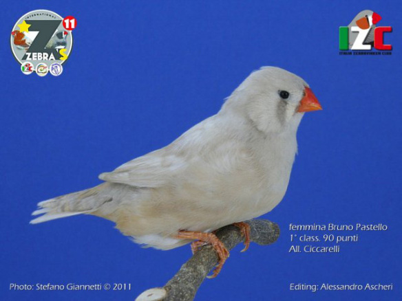 Zebras 2011 (servizio fotografico Italia zebravinken club)