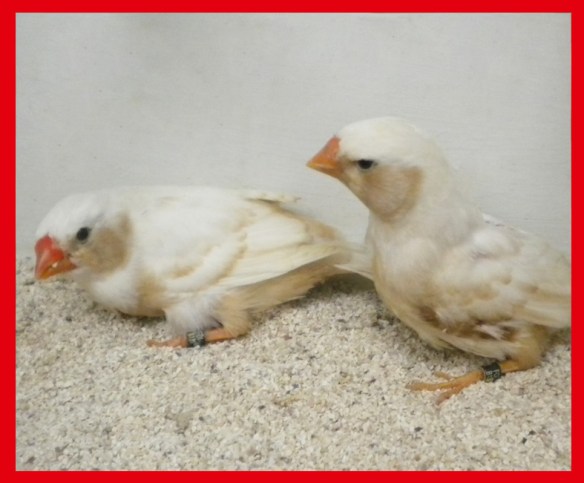 bruno guancia (coppia) a 40 giorni