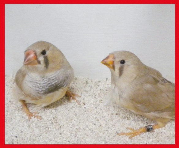 Bruno (coppia) a 40 giorni