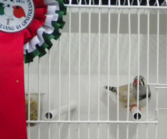 Campionato Italiano Pordenone 2011 (1° class. diluito maschio)