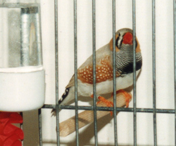 Campionato Mondiale Losanna 2004 (1° class. cat.  grigio dorso chiaro)