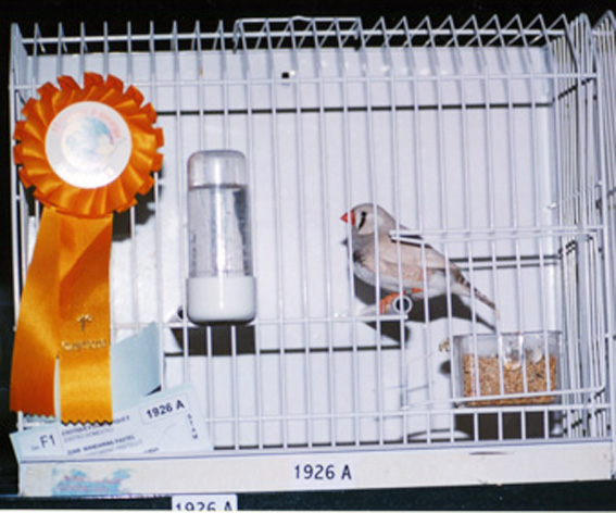 Campionato Mondiale Abruzzo '99 (1° class. stamm)