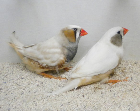 Grigio guancia (coppia)