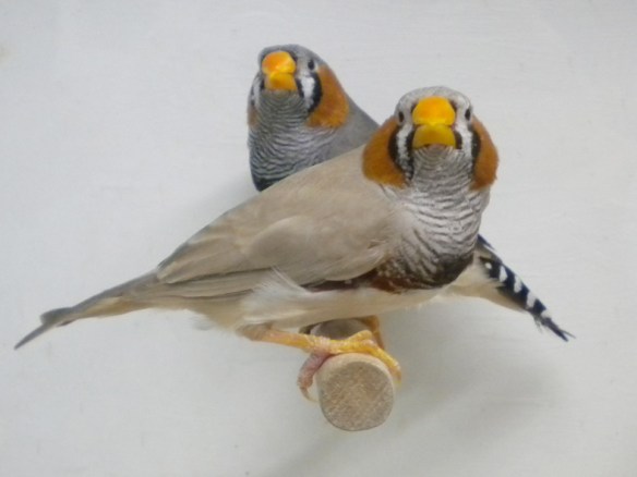 Bruno becco giallo e grigio becco giallo a confronto (maschi)