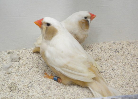 Bruno guancia (coppia)