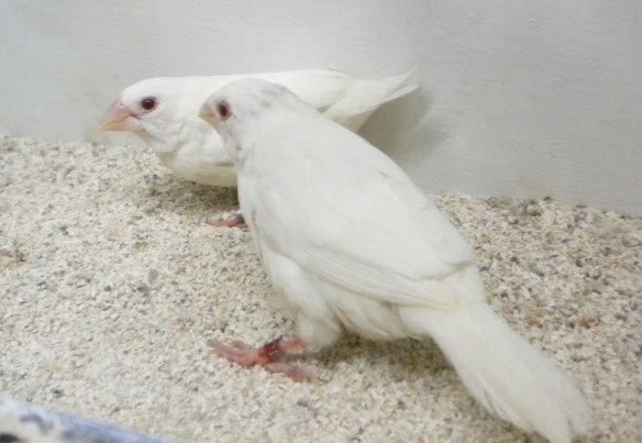 Ino rosso bruno (coppia)