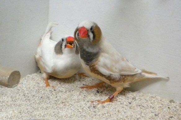 Grigio guancia (coppia)