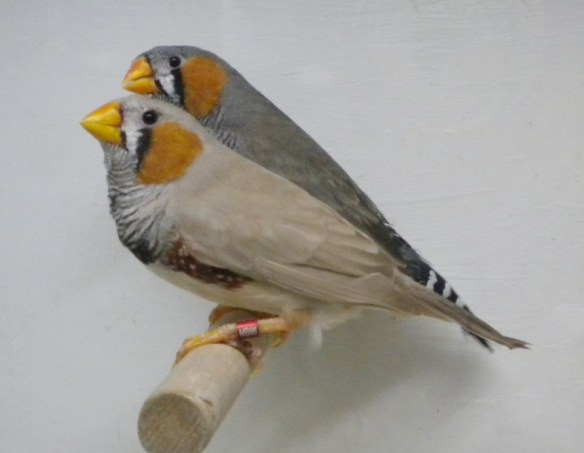 Bruno becco giallo e grigio becco giallo a confronto (maschi)