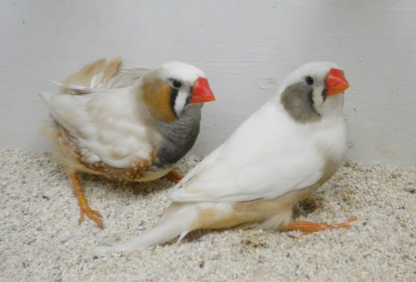 Grigio guancia (coppia)