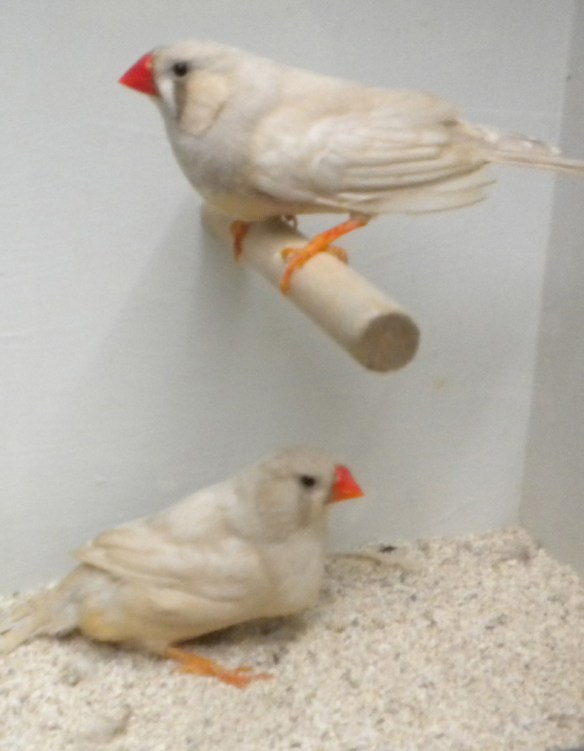 Bruno diluito (coppia)