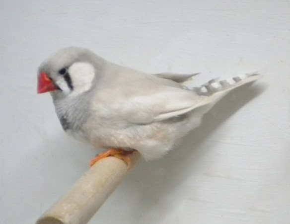 Soggetto maschio troppo chiaro