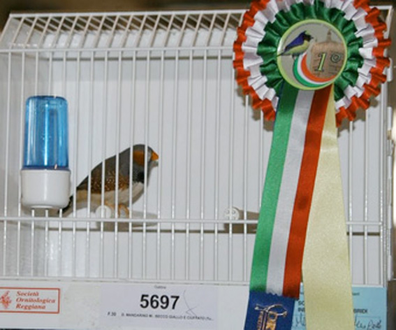 Campionato Italiano Parma 2010 (1° class. becco giallo maschio)