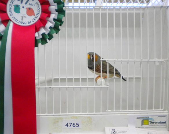 Campionato Italiano Pordenone 2011 (1° class. becco giallo maschio)