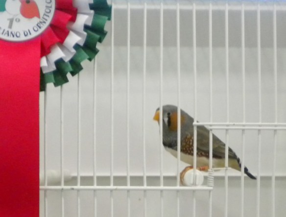 Campionato Italiano Pordenone 2011 (1° class. becco giallo maschio)