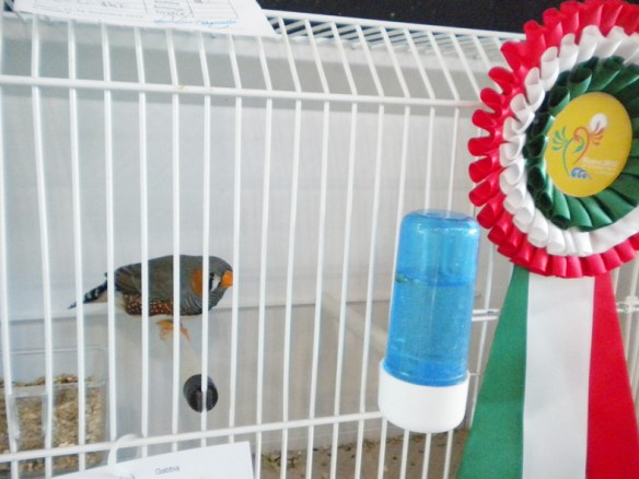 Campionato Italiano Rimini 2012 (1° class. becco giallo maschio)