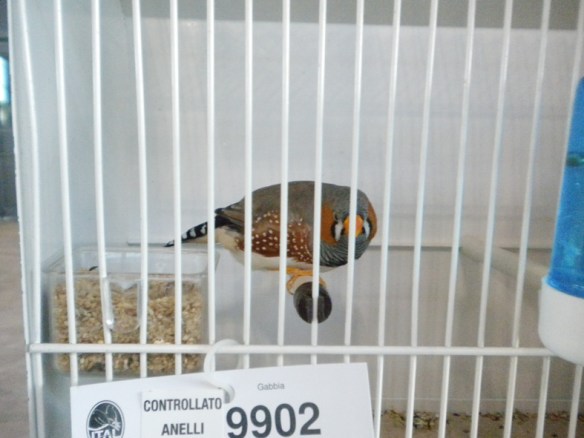 Campionato Italiano Rimini 2012 (1° class. becco giallo maschio)