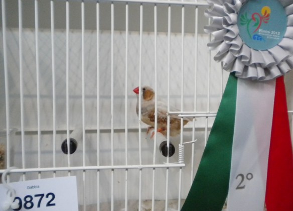 Campionato Italiano Rimini 2012 (2° class. guancia maschio)