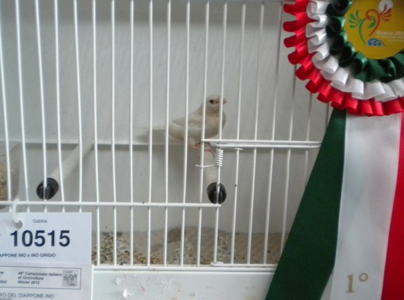 Campionato Italiano Rimini 2012 (1° class. cat. Ino)