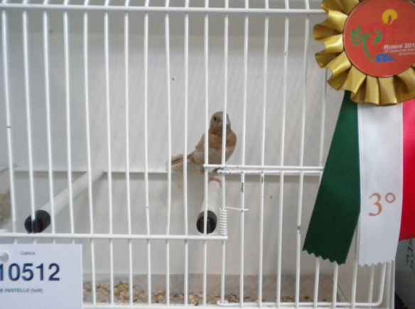 Campionato Italiano Rimini 2012 (3° class. cat. pastello)