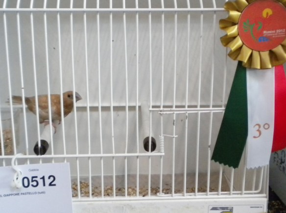 Campionato Italiano Rimini 2012 (3° class. cat. pastello)