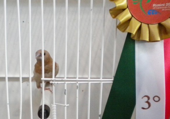 Campionato Italiano Rimini 2012 (3° class. cat. pastello)