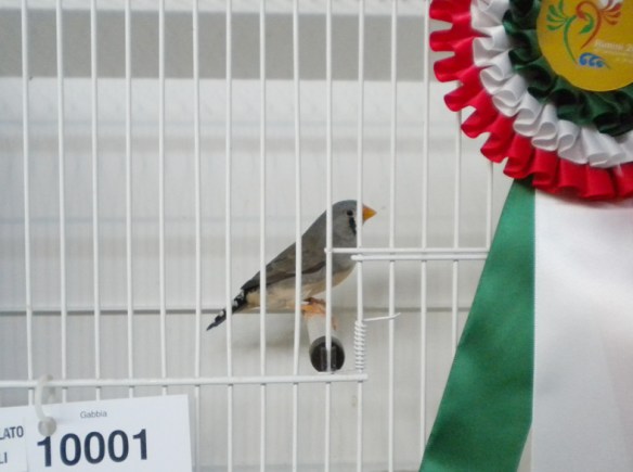 Campionato Italiano Rimini 2012 (1° class. becco giallo femmina)